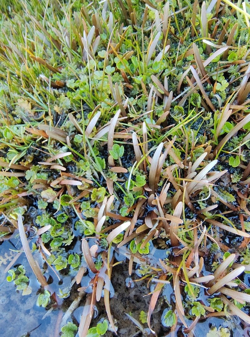 Carex talbotii photo 7