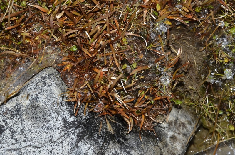 Carex talbotii photo 8