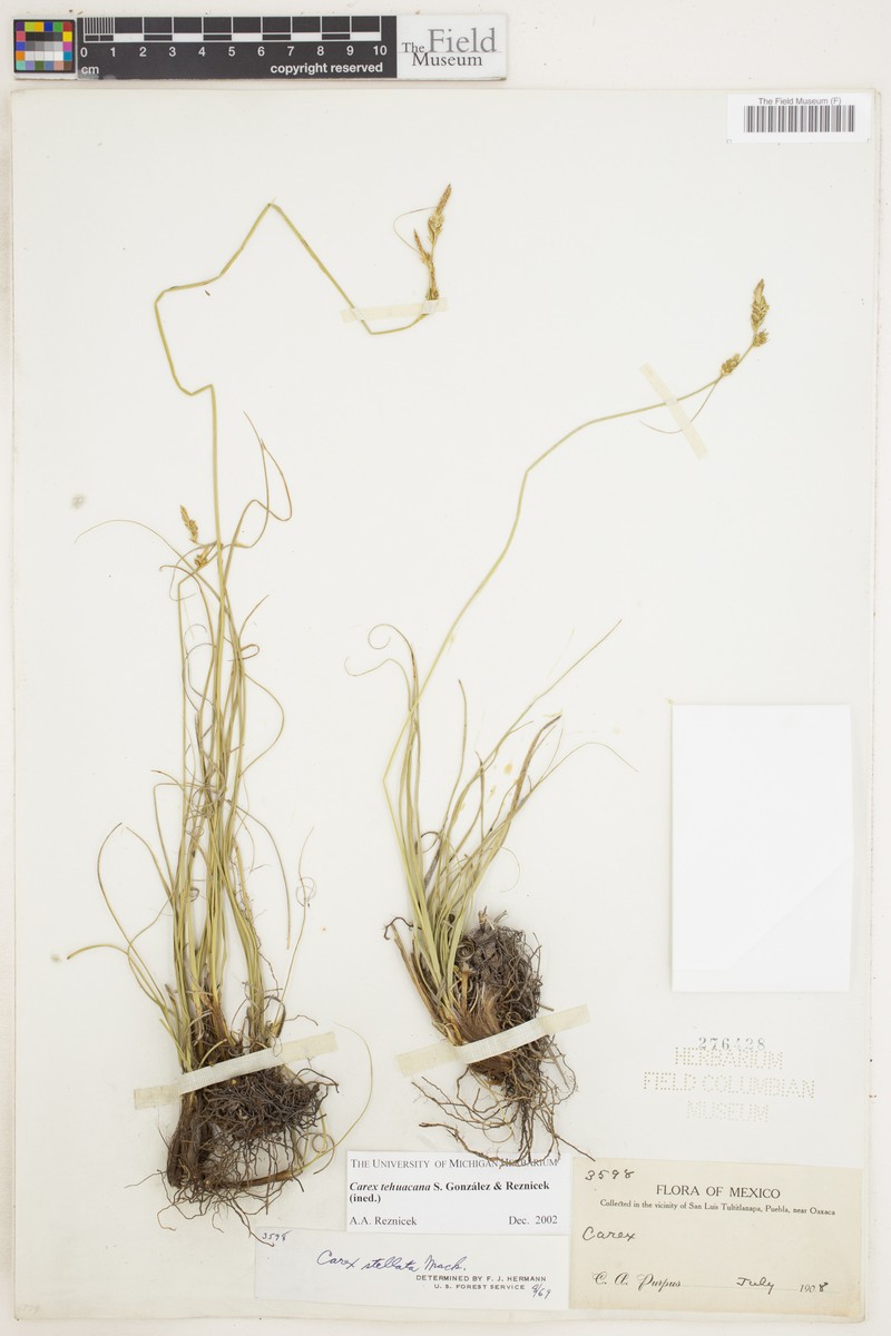 Carex tehuacana