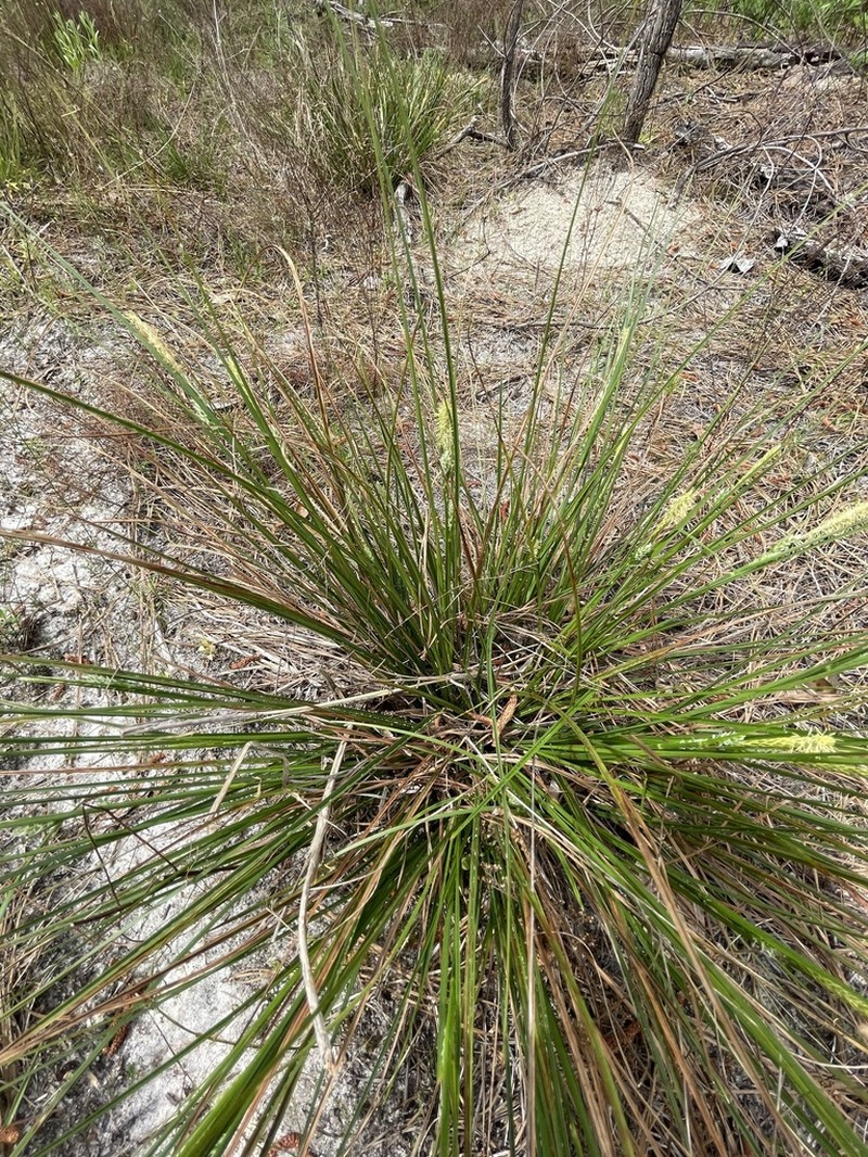 Wire Sedge