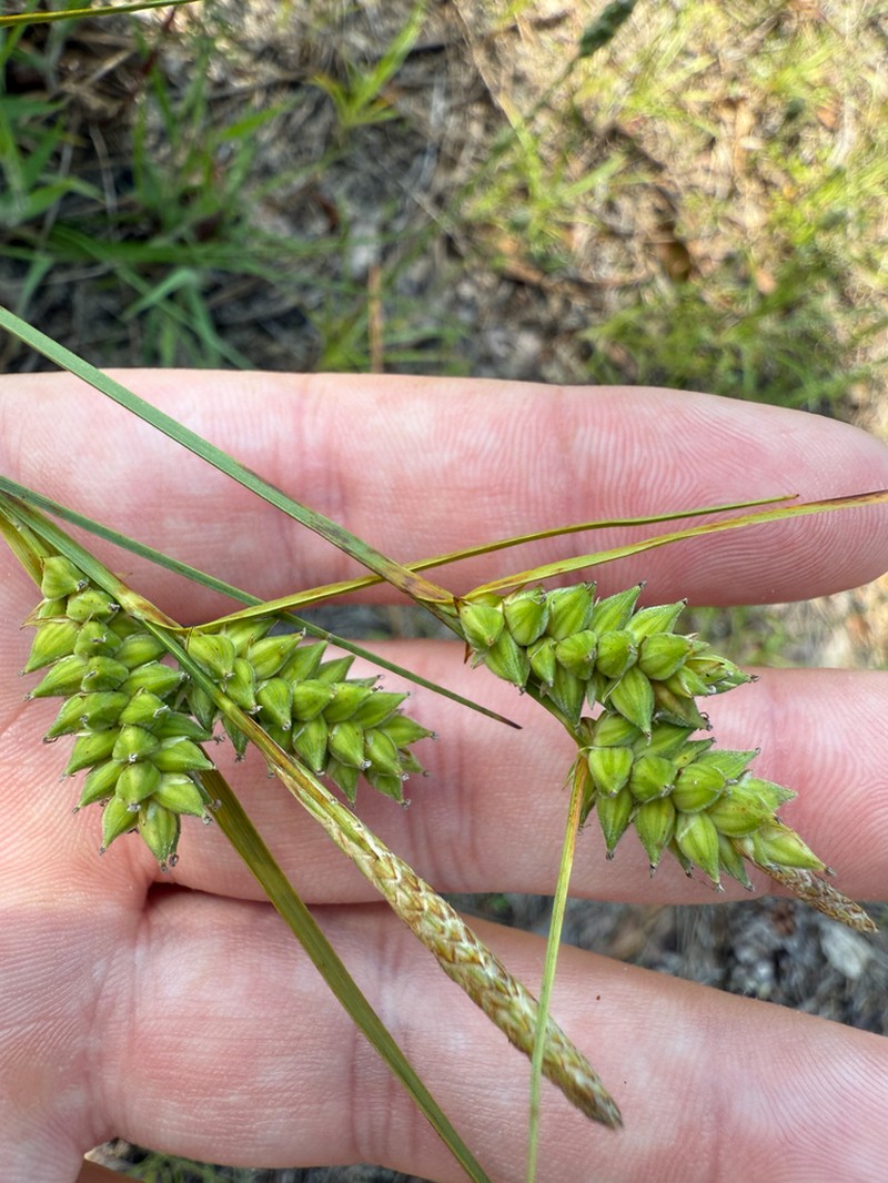 Wire Sedge photo 2