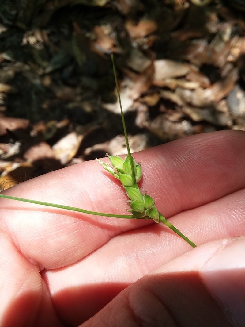 Wire Sedge photo 3