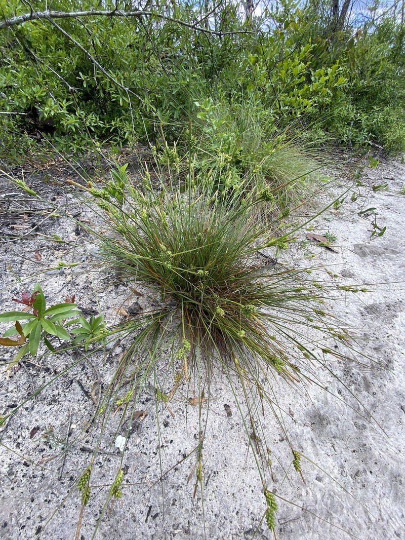 Wire Sedge photo 4