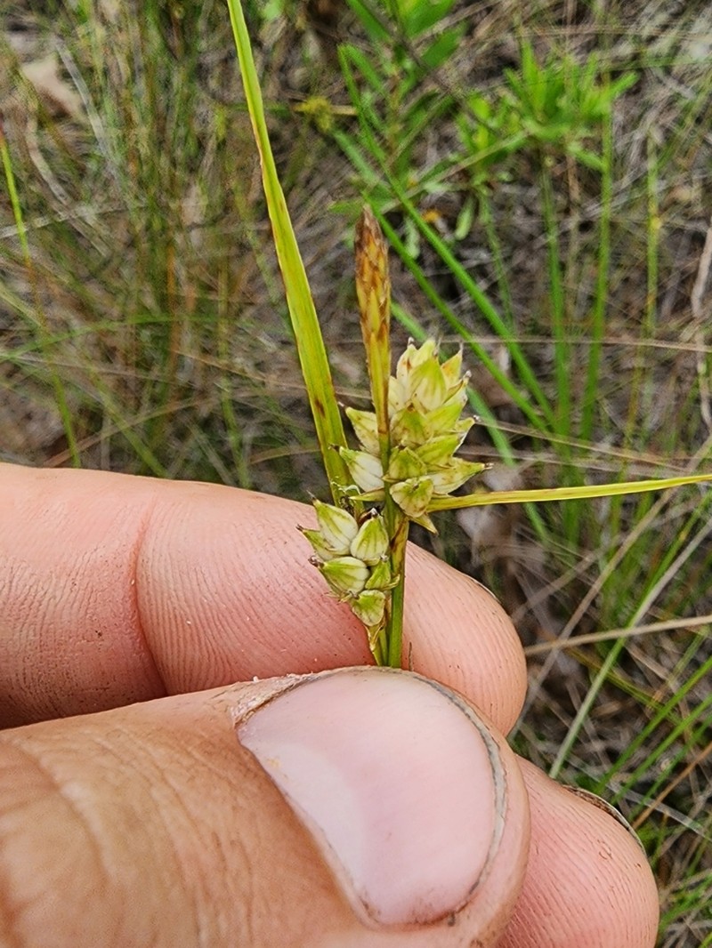 Wire Sedge photo 5