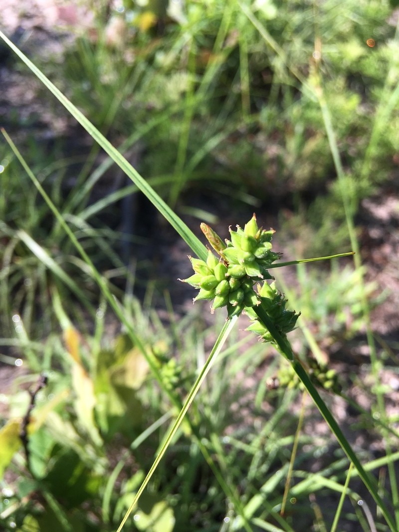 Wire Sedge photo 6