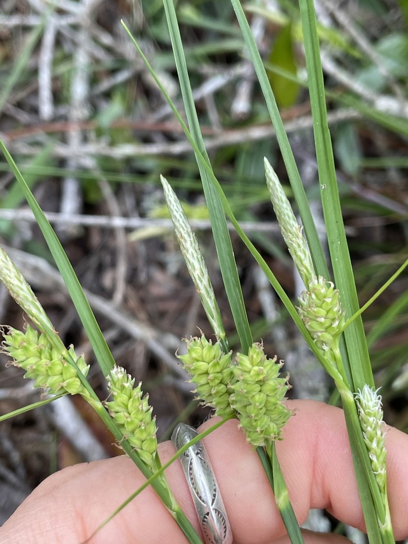 Wire Sedge photo 7