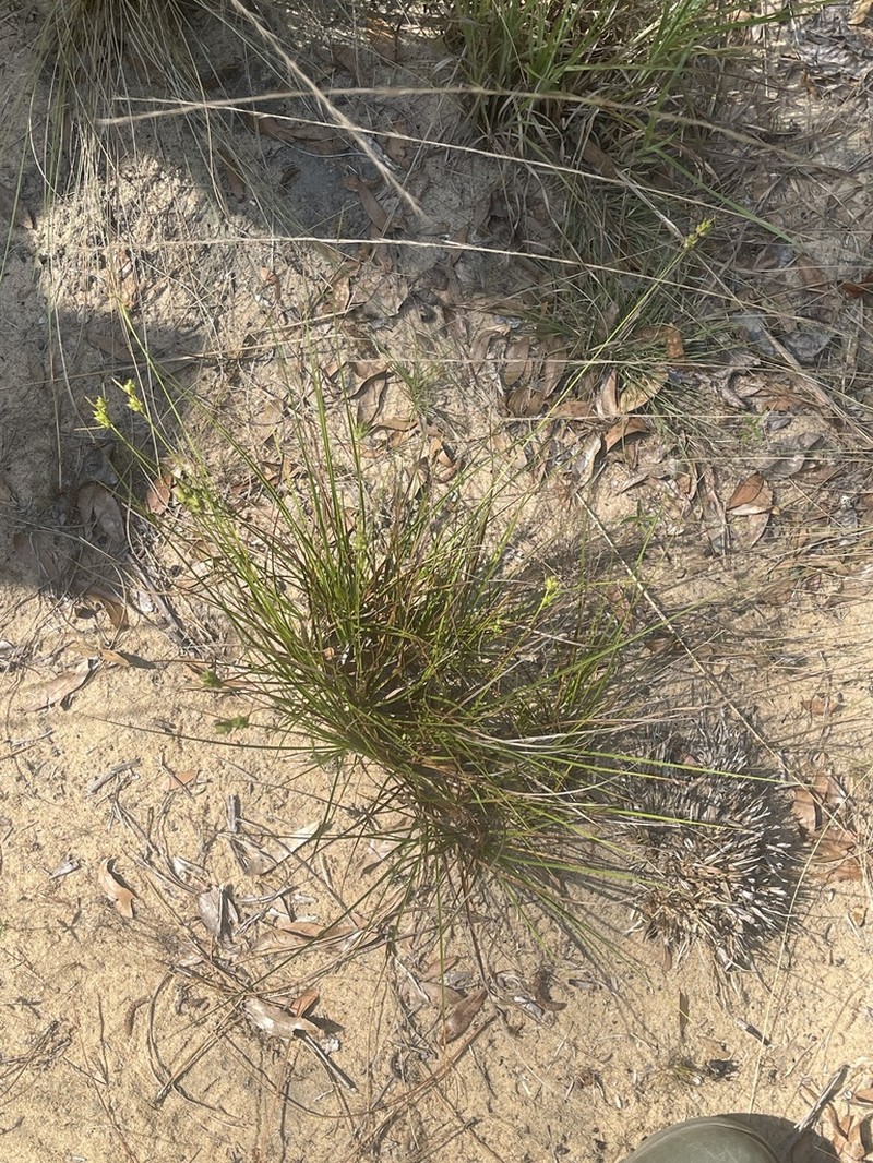 Wire Sedge photo 8