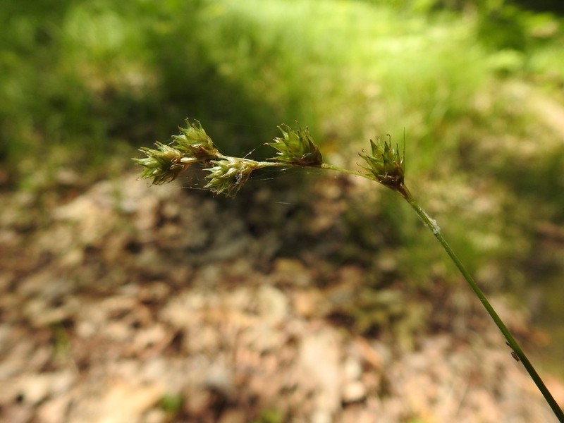 Quill Sedge