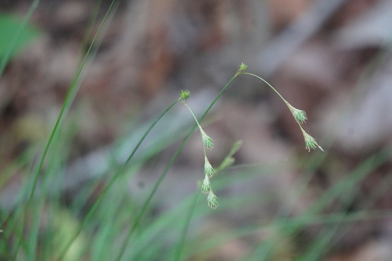 Quill Sedge photo 2