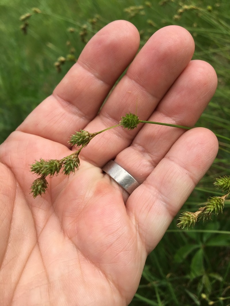 Quill Sedge photo 3