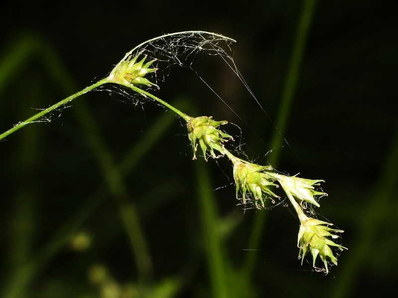 Quill Sedge photo 4
