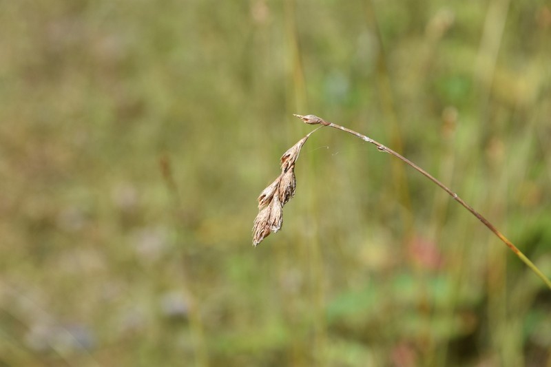 Quill Sedge photo 5