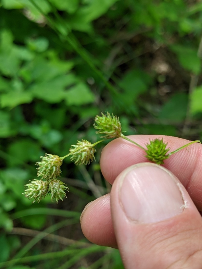Quill Sedge photo 6