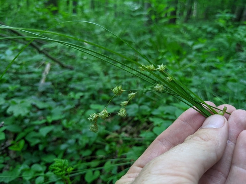 Quill Sedge photo 7