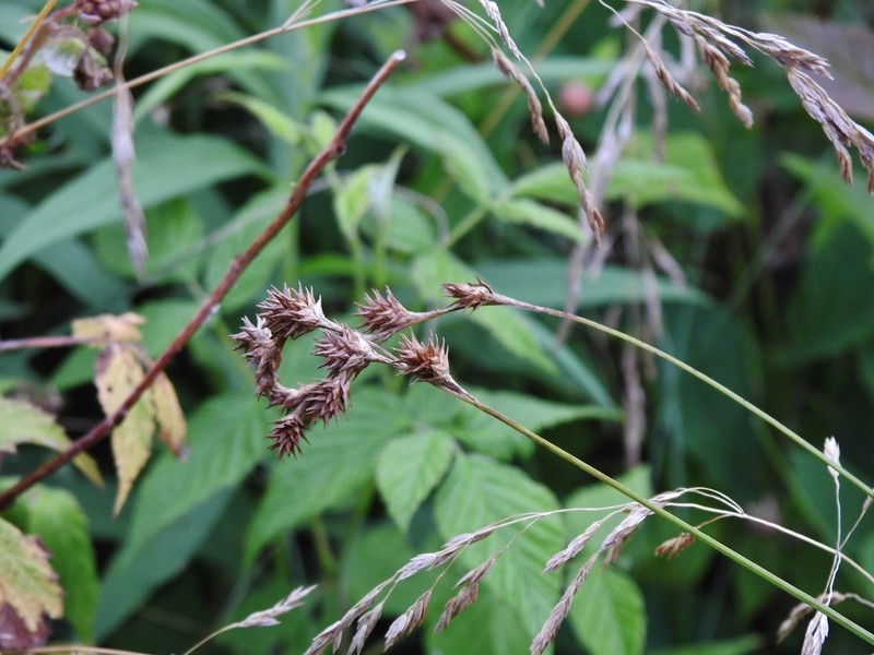 Quill Sedge photo 8