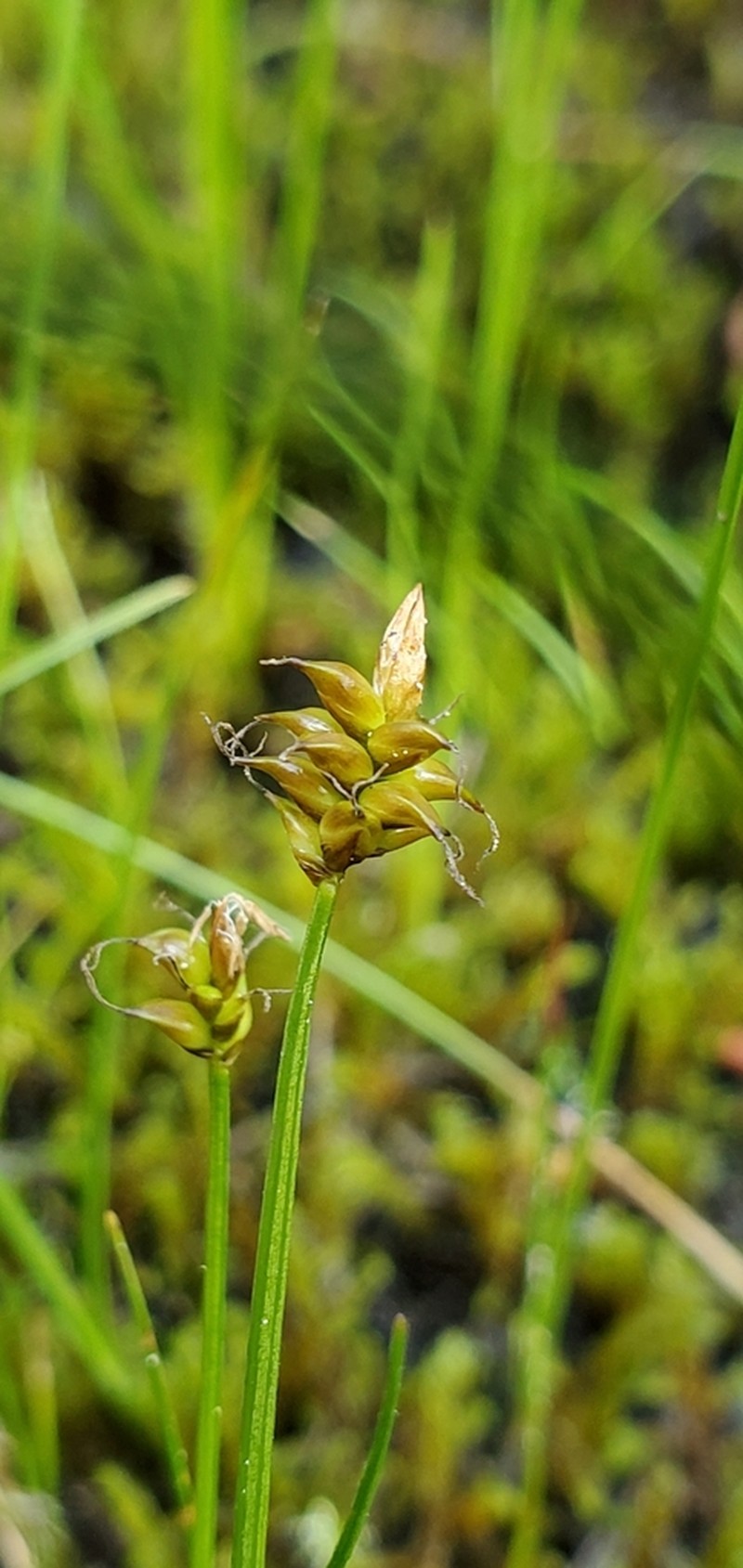 Sparseflower Sedge