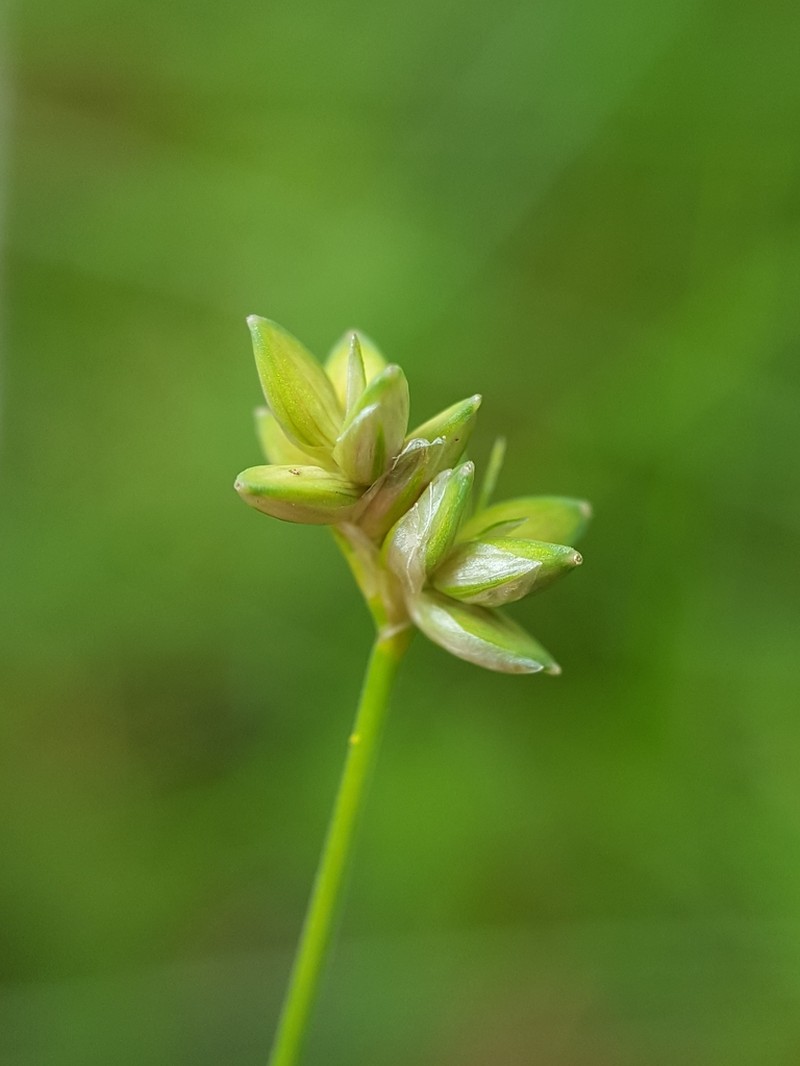 Sparseflower Sedge photo 2
