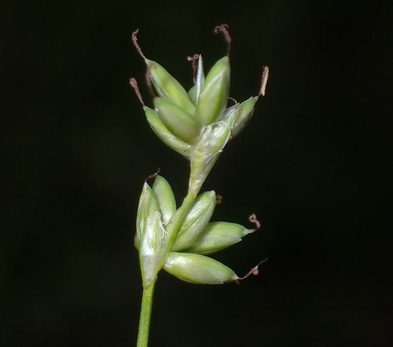 Sparseflower Sedge photo 3