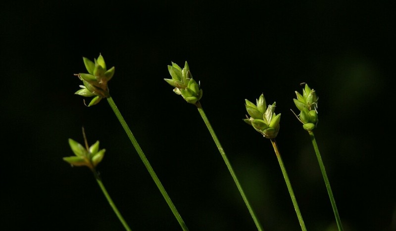 Sparseflower Sedge photo 4