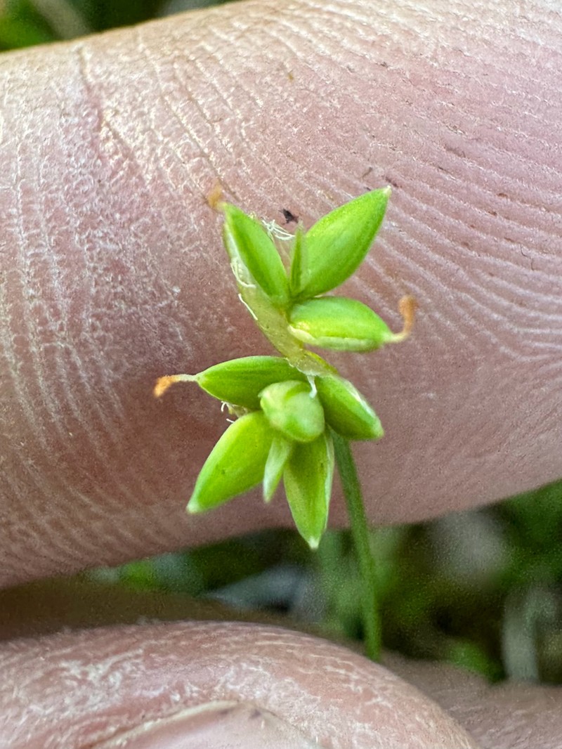 Sparseflower Sedge photo 5