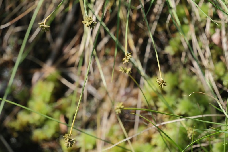 Sparseflower Sedge photo 6