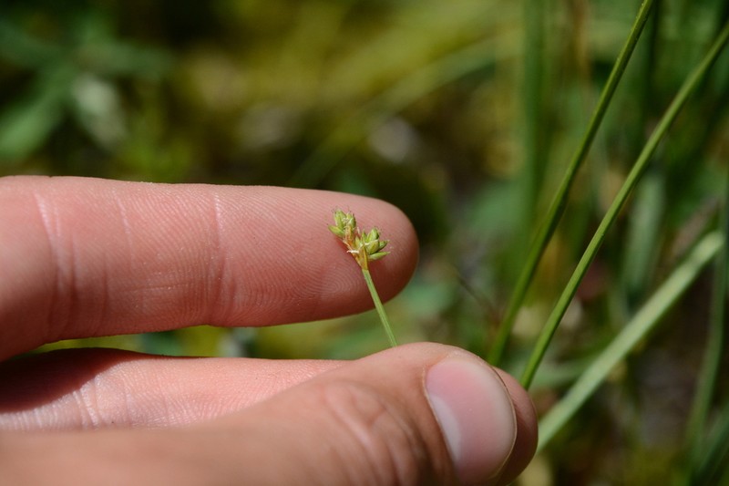 Sparseflower Sedge photo 7