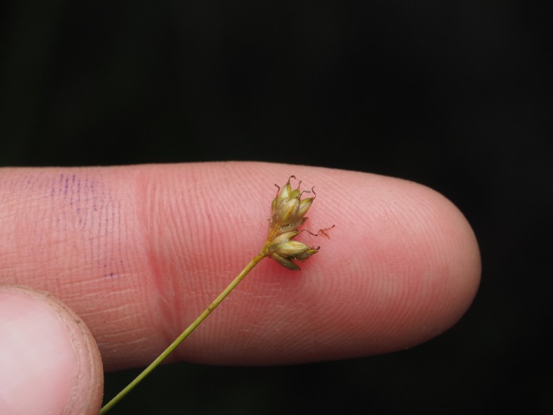Sparseflower Sedge photo 8