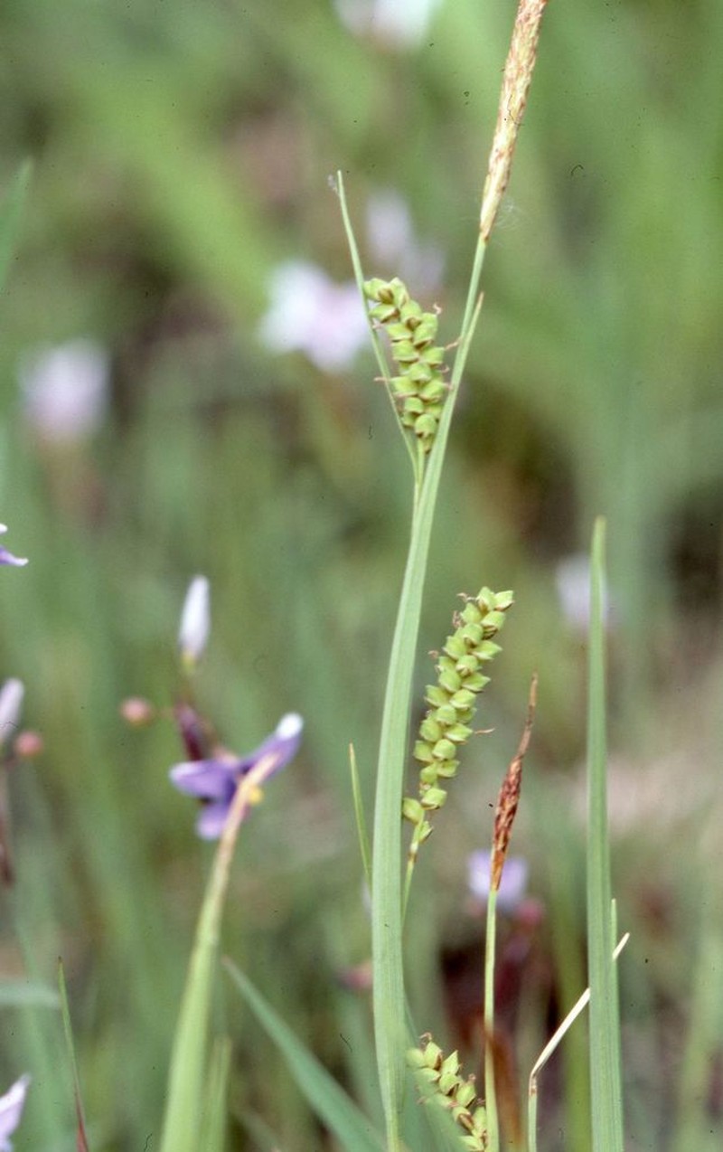 Rigid Sedge
