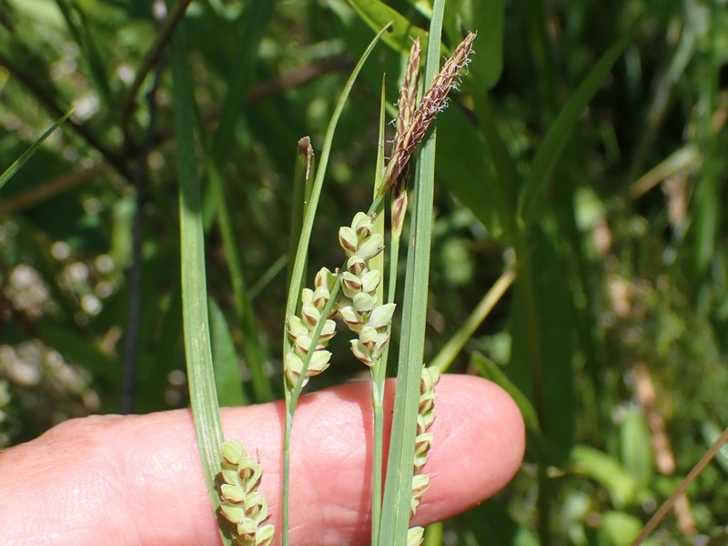 Rigid Sedge photo 2