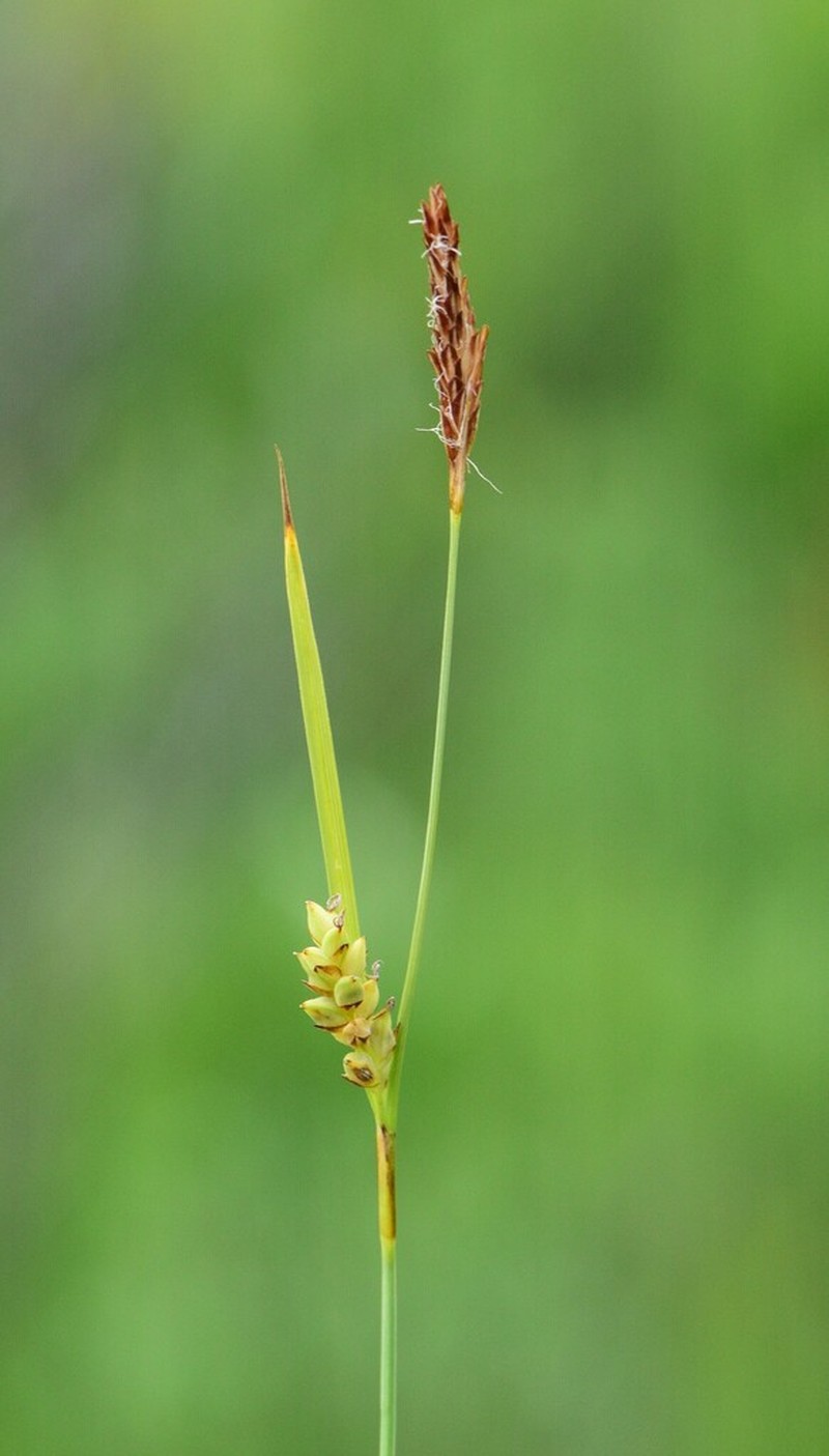 Rigid Sedge photo 3