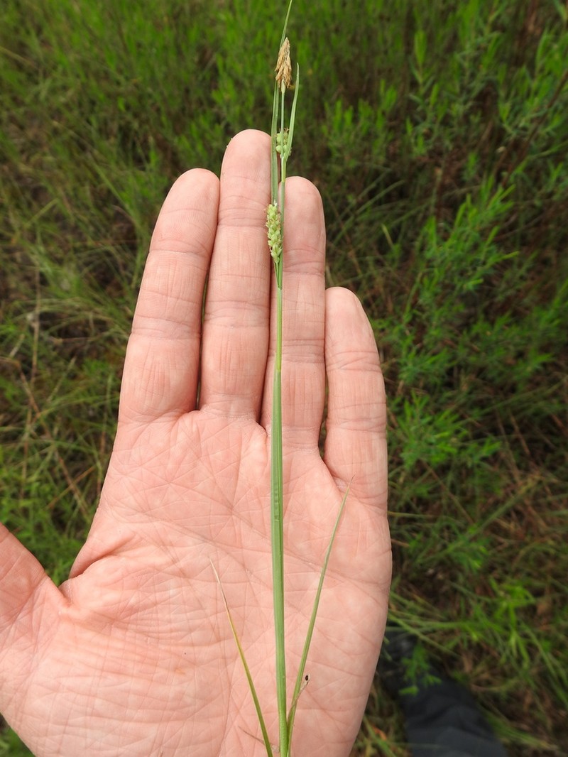Rigid Sedge photo 4