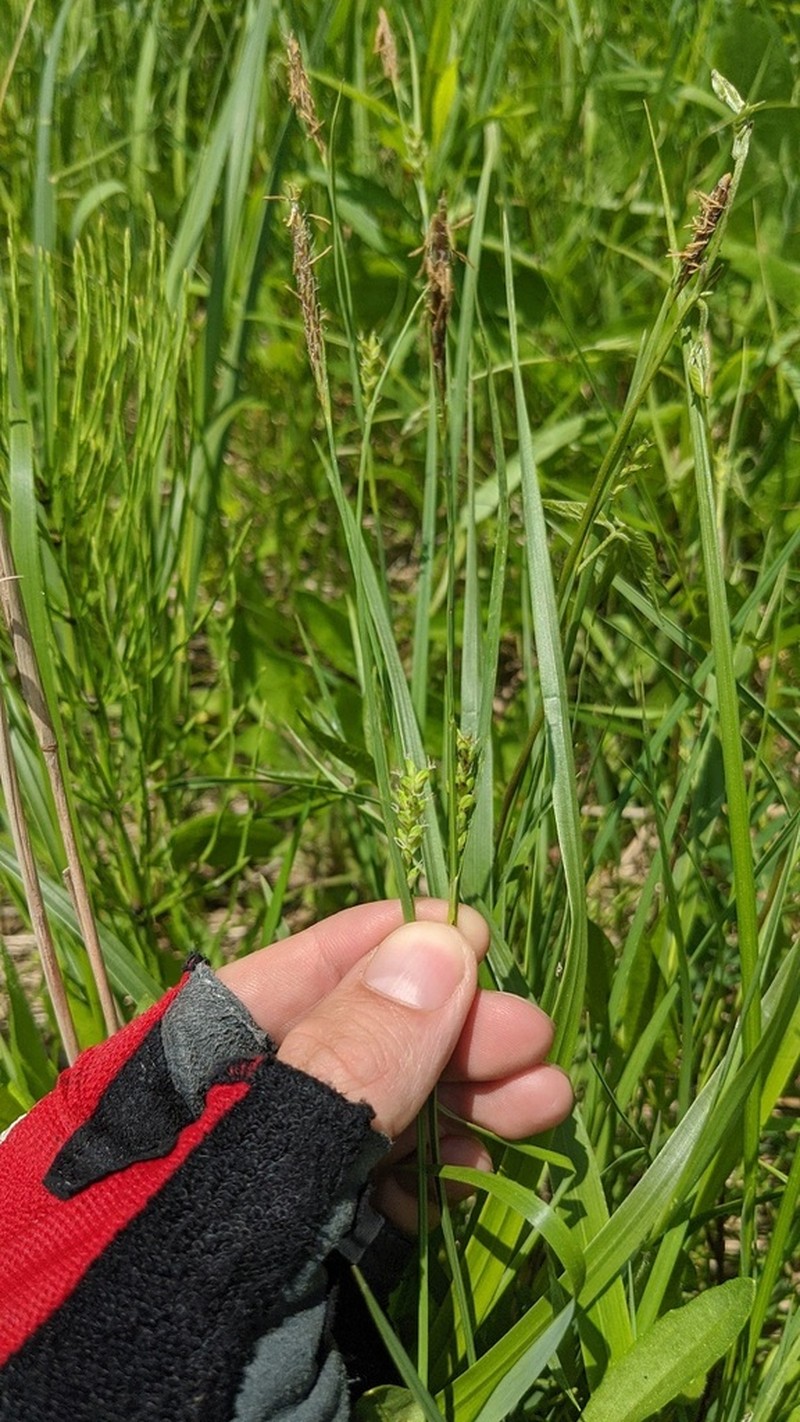 Rigid Sedge photo 5