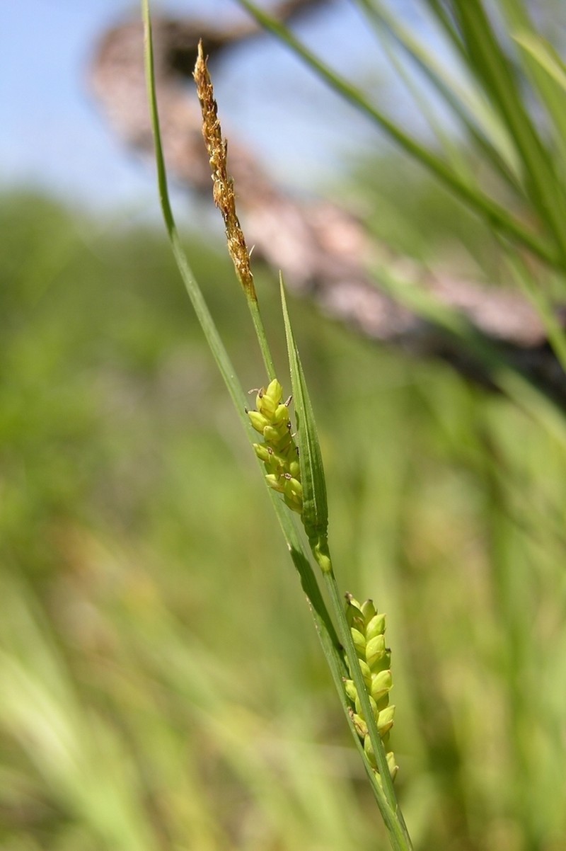 Rigid Sedge photo 6