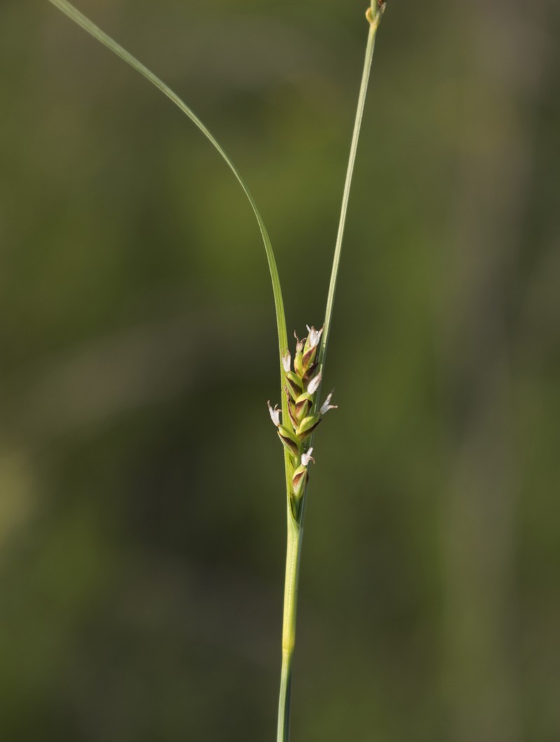 Rigid Sedge photo 7