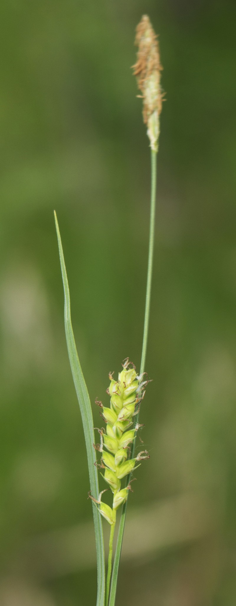 Rigid Sedge photo 8