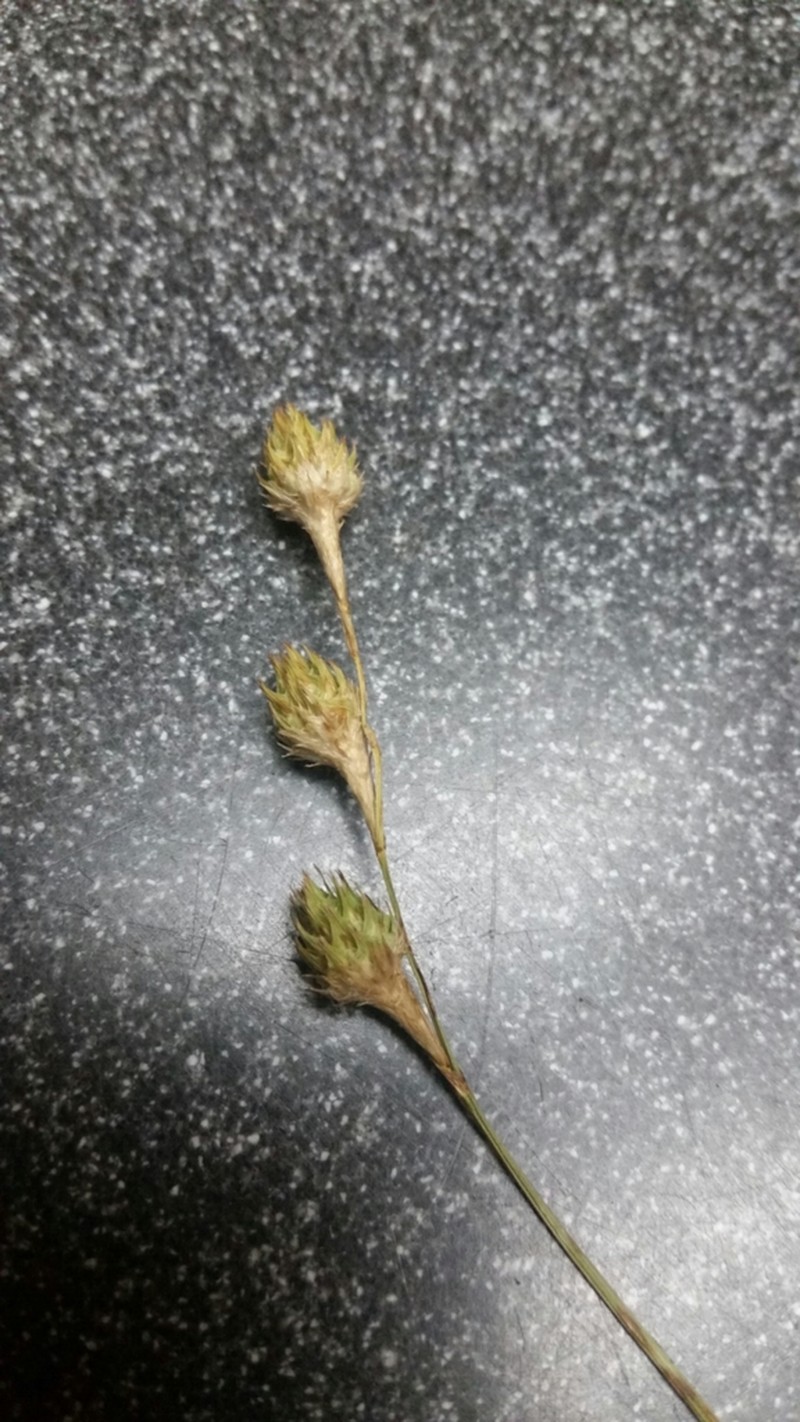 Britton's Sedge