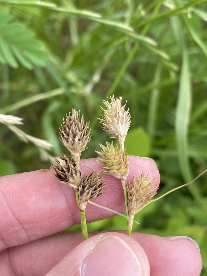 Britton's Sedge photo 2