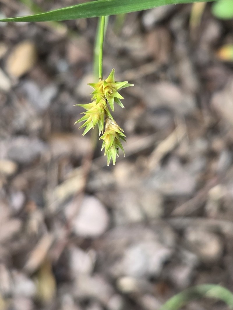 Britton's Sedge photo 3