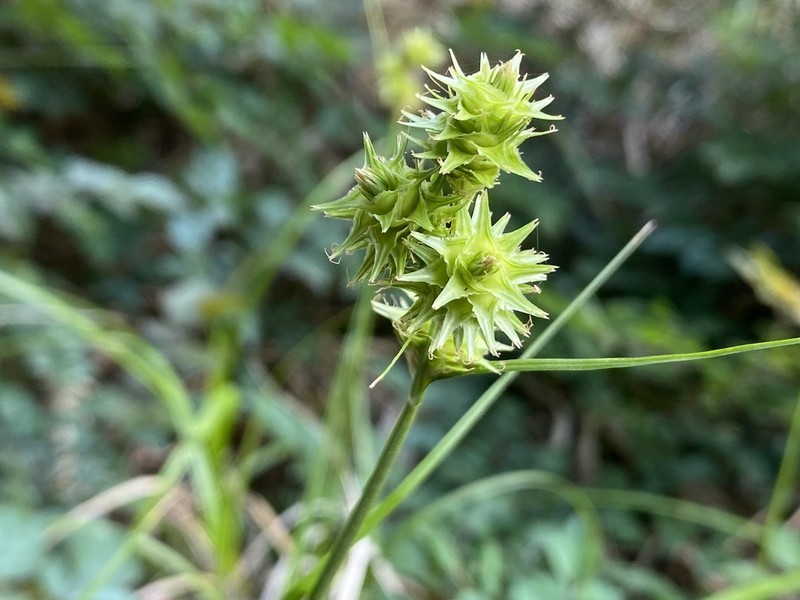 Britton's Sedge photo 4