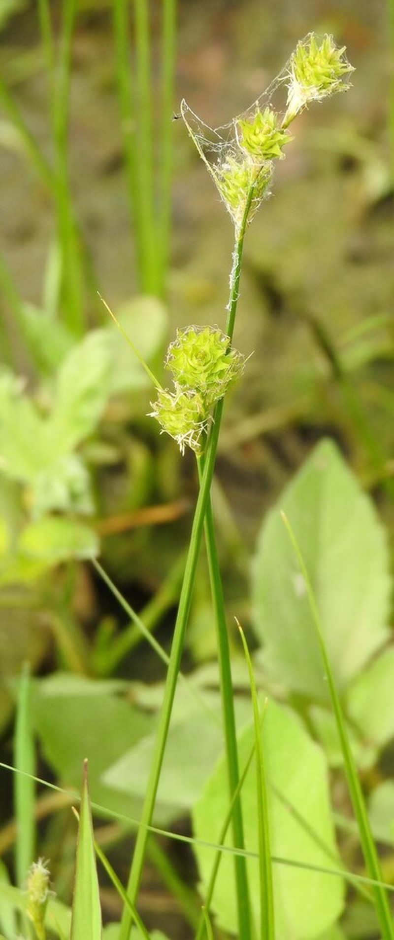 Britton's Sedge photo 6