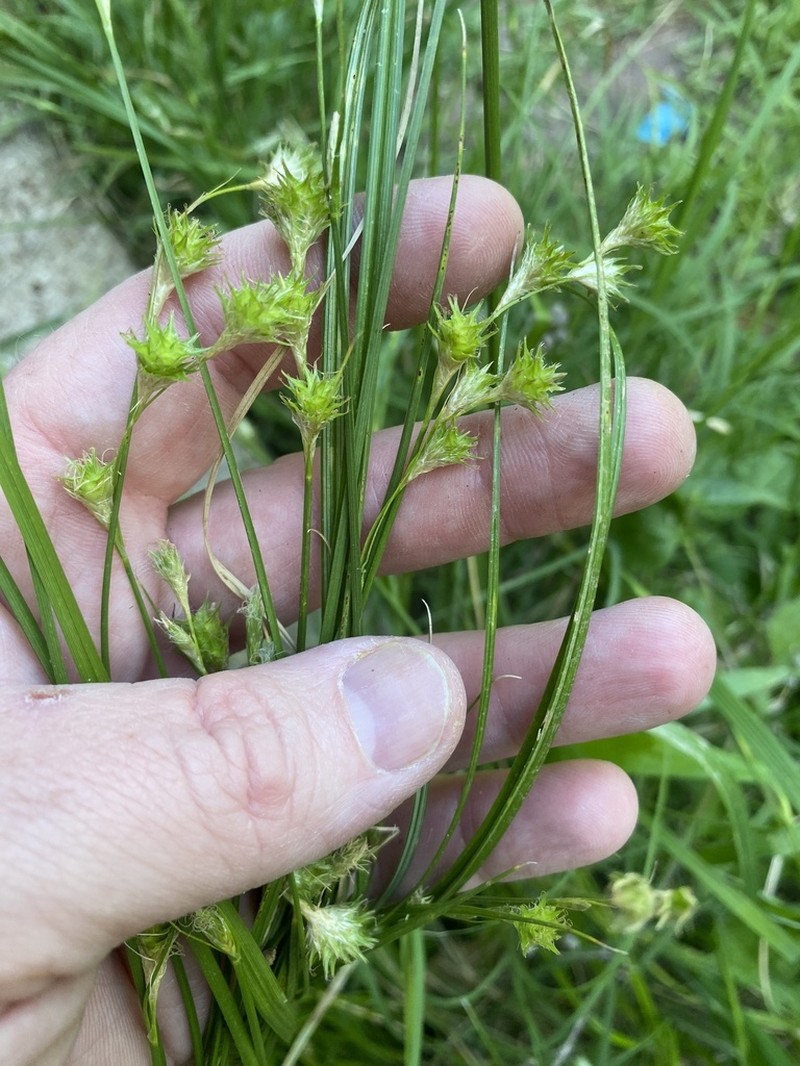 Britton's Sedge photo 7