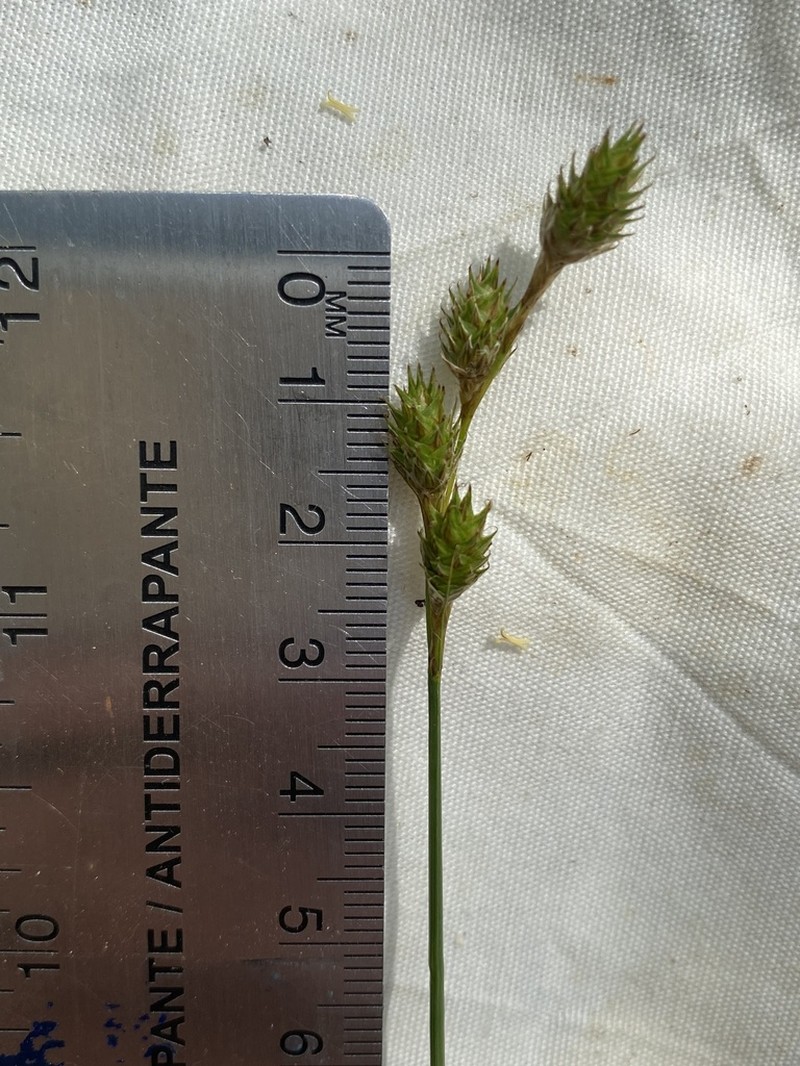 Britton's Sedge photo 8