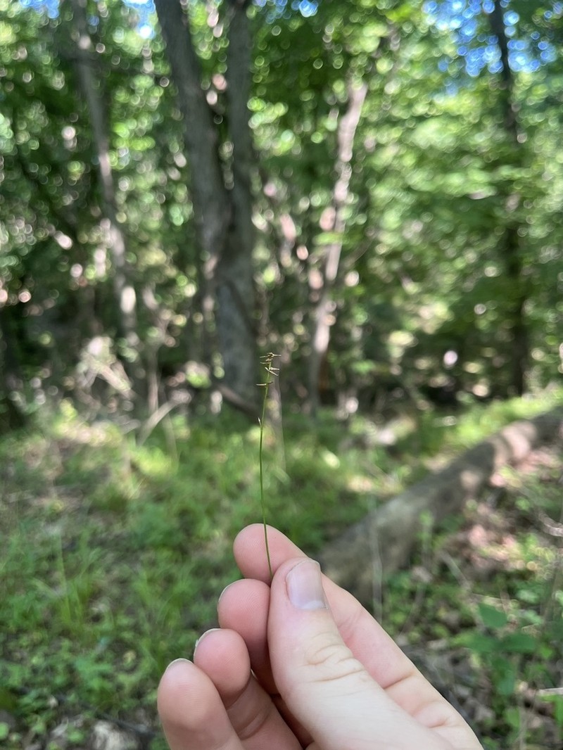 Texas Sedge