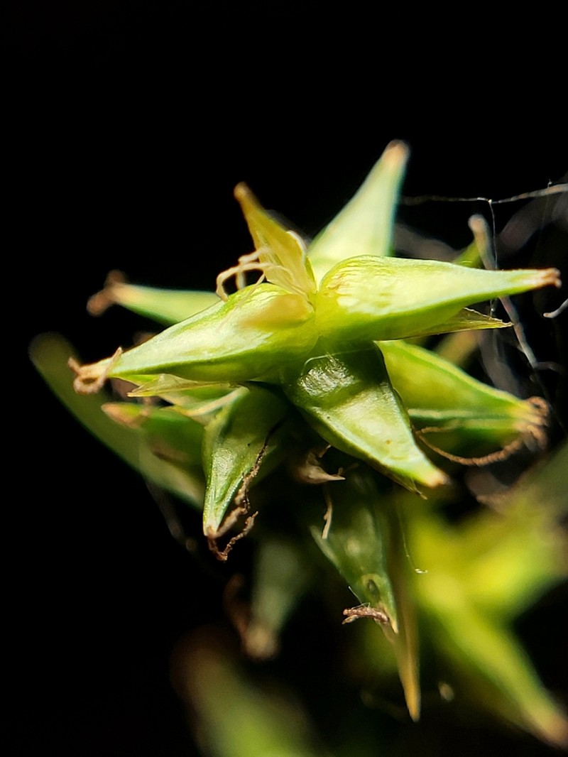 Texas Sedge photo 2