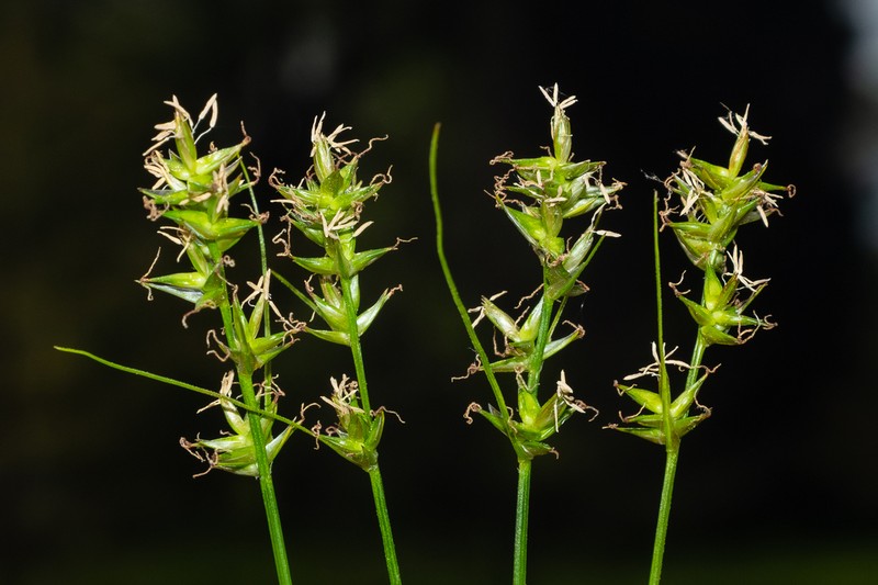 Texas Sedge photo 3