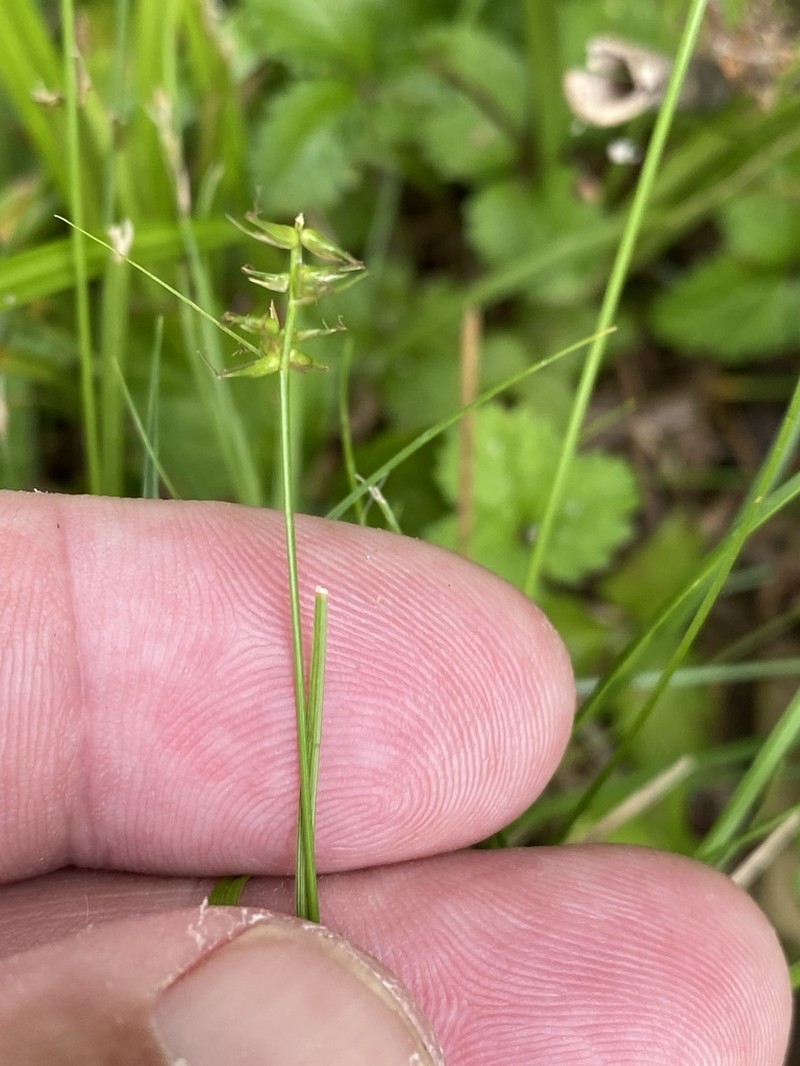 Texas Sedge photo 4
