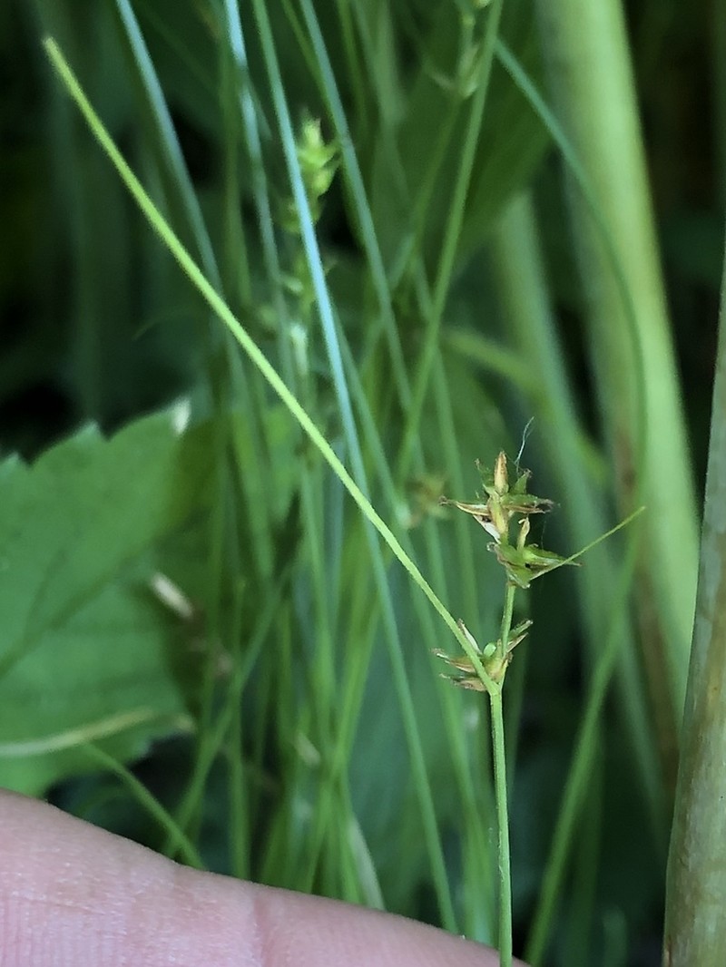 Texas Sedge photo 5