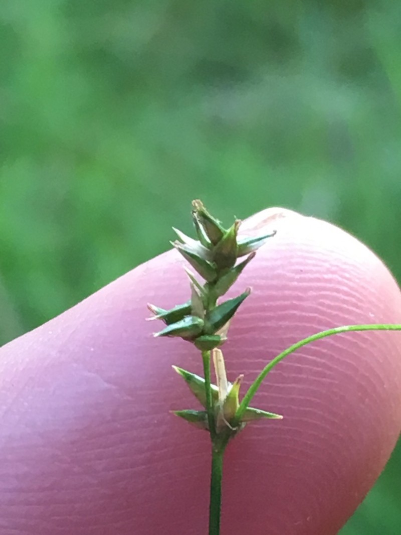 Texas Sedge photo 6