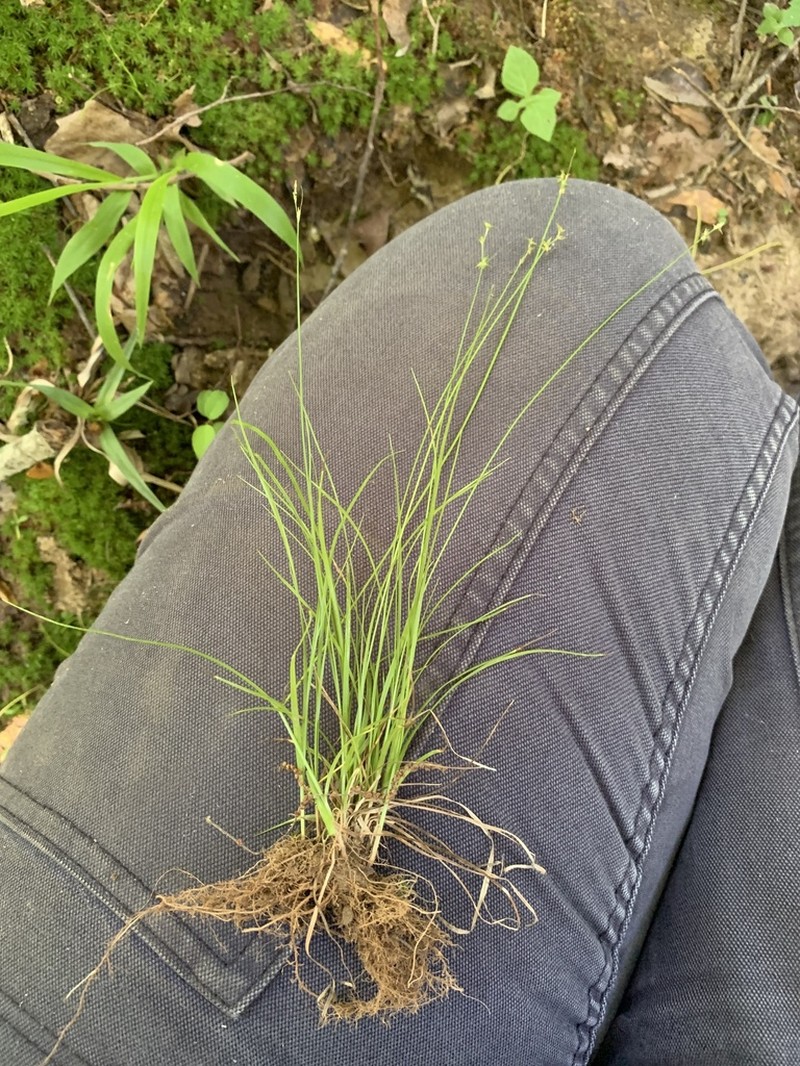 Texas Sedge photo 7