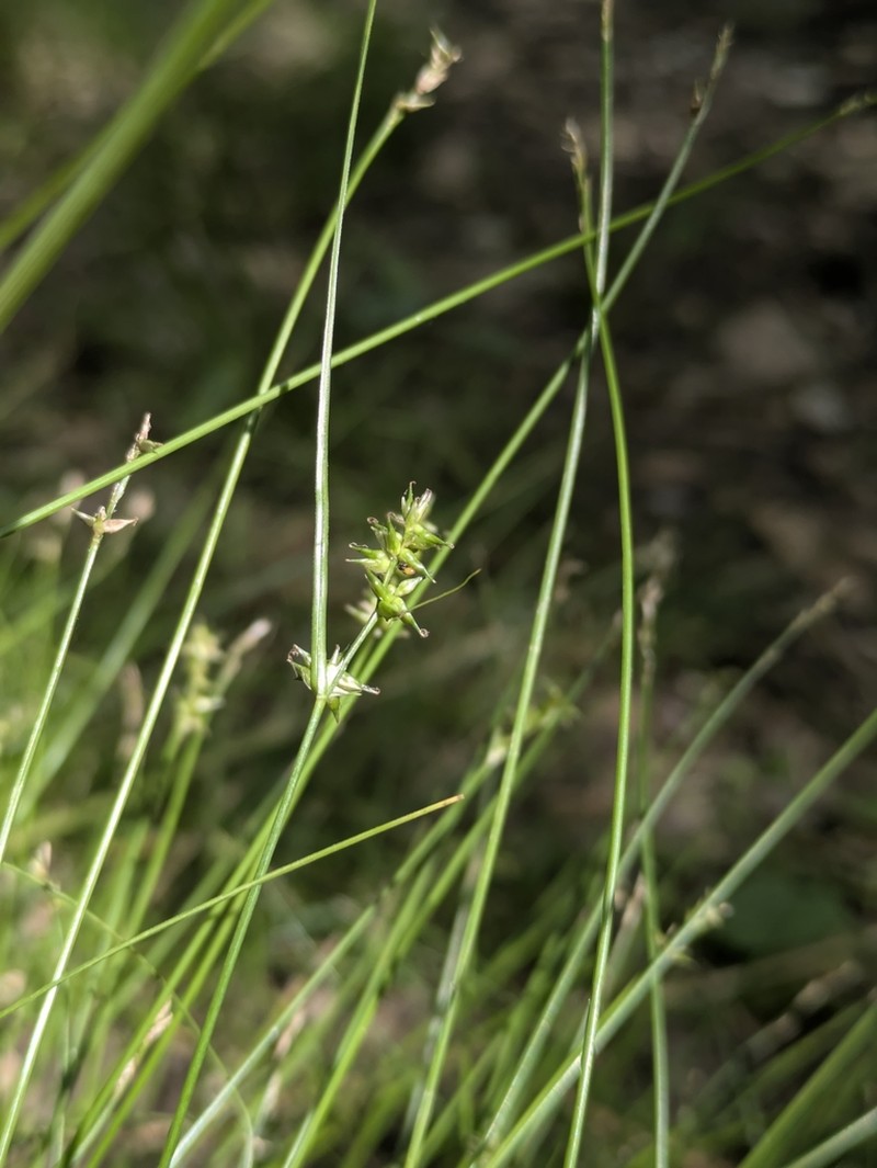 Texas Sedge photo 8